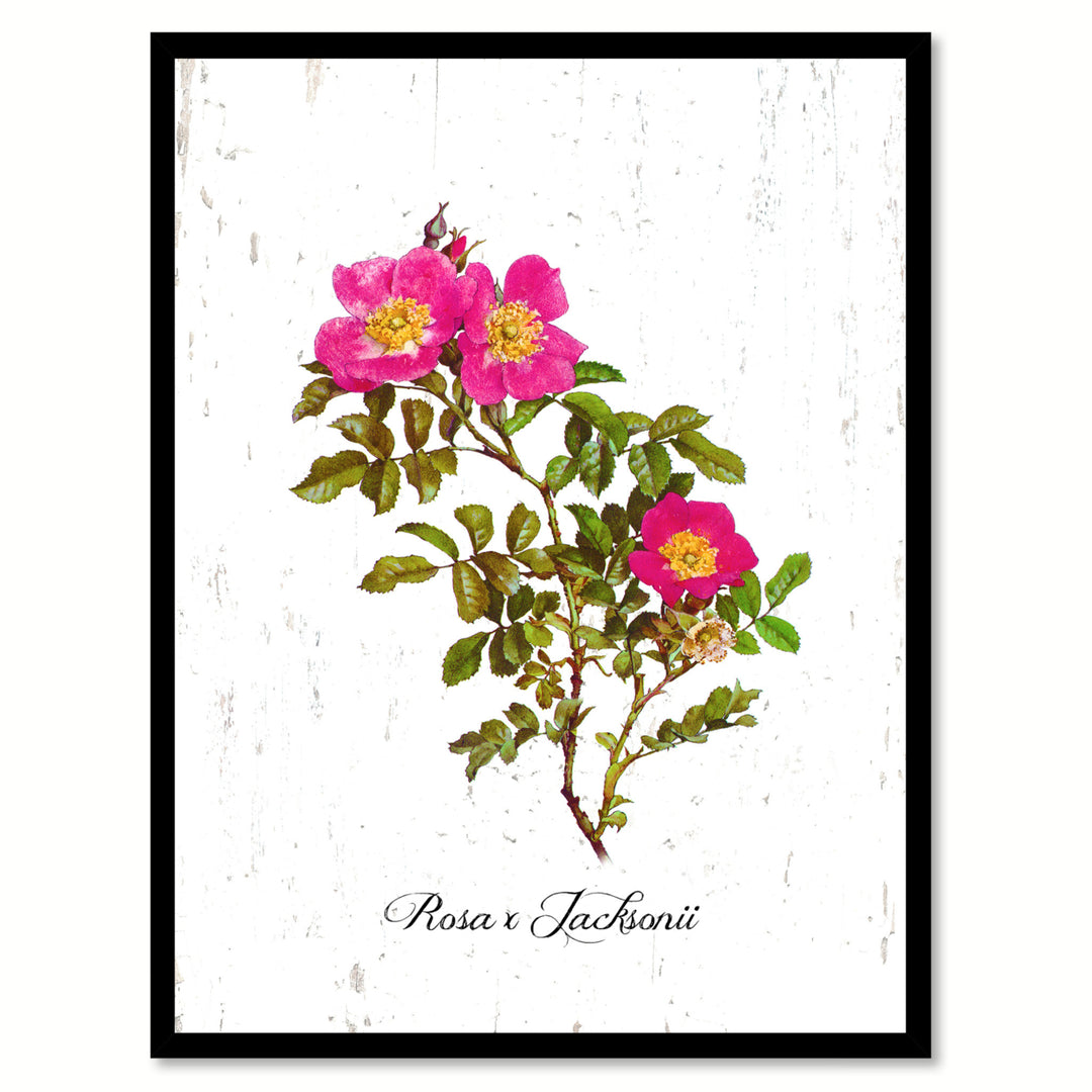 Pink X Jacksonii Rose Flower Canvas Print with Picture Frame  Wall Art Gifts Image 1