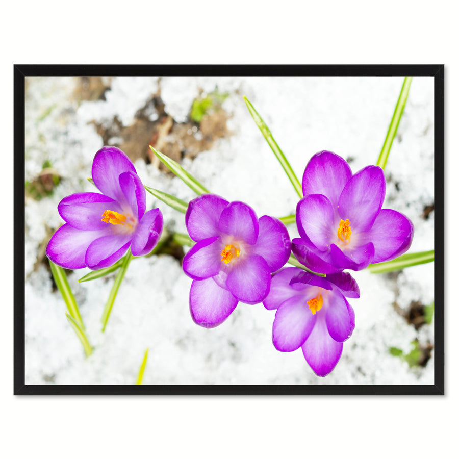 Purple Crocuses Flower Framed Canvas Print Home Dcor Wall Art Image 1