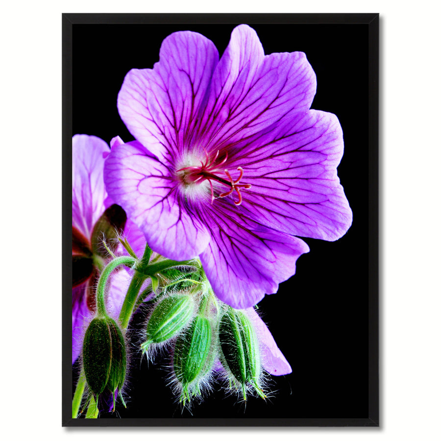 Purple Cranesbill Geranium Flower Framed Canvas Print Home Dcor Wall Art Image 1