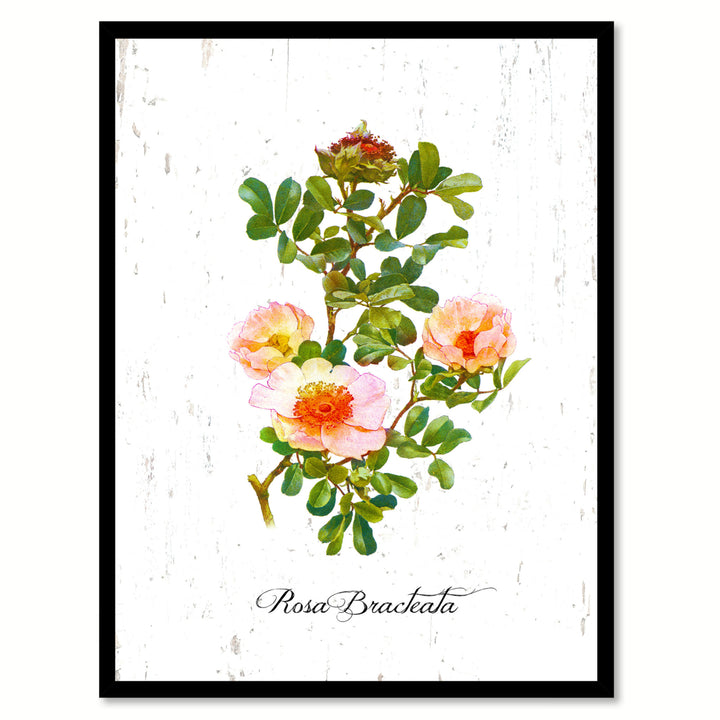 Red Bracteata Rose Flower Canvas Print with Picture Frame  Wall Art Gifts Image 1