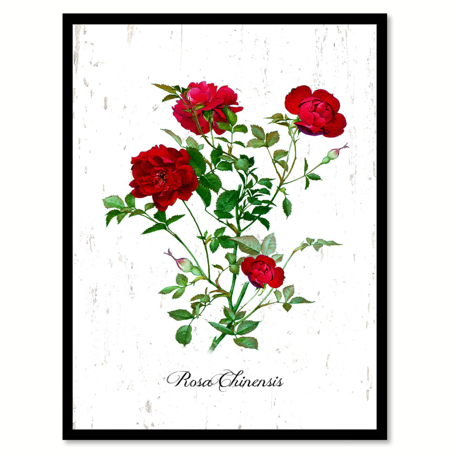 Red Chinensis Rose Flower Canvas Print with Picture Frame  Wall Art Gifts Image 1