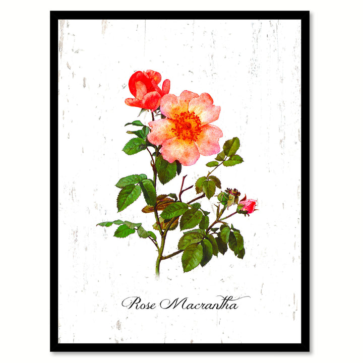 Red Macrantha Rose Flower Canvas Print with Picture Frame  Wall Art Gifts Image 1