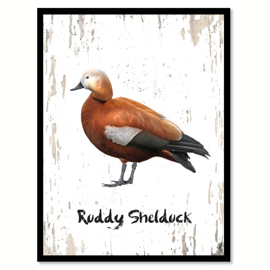 Ruddy Shelduck Bird Canvas Print with Black Picture Frame Gift Ideas  Wall Art Decoration Image 1