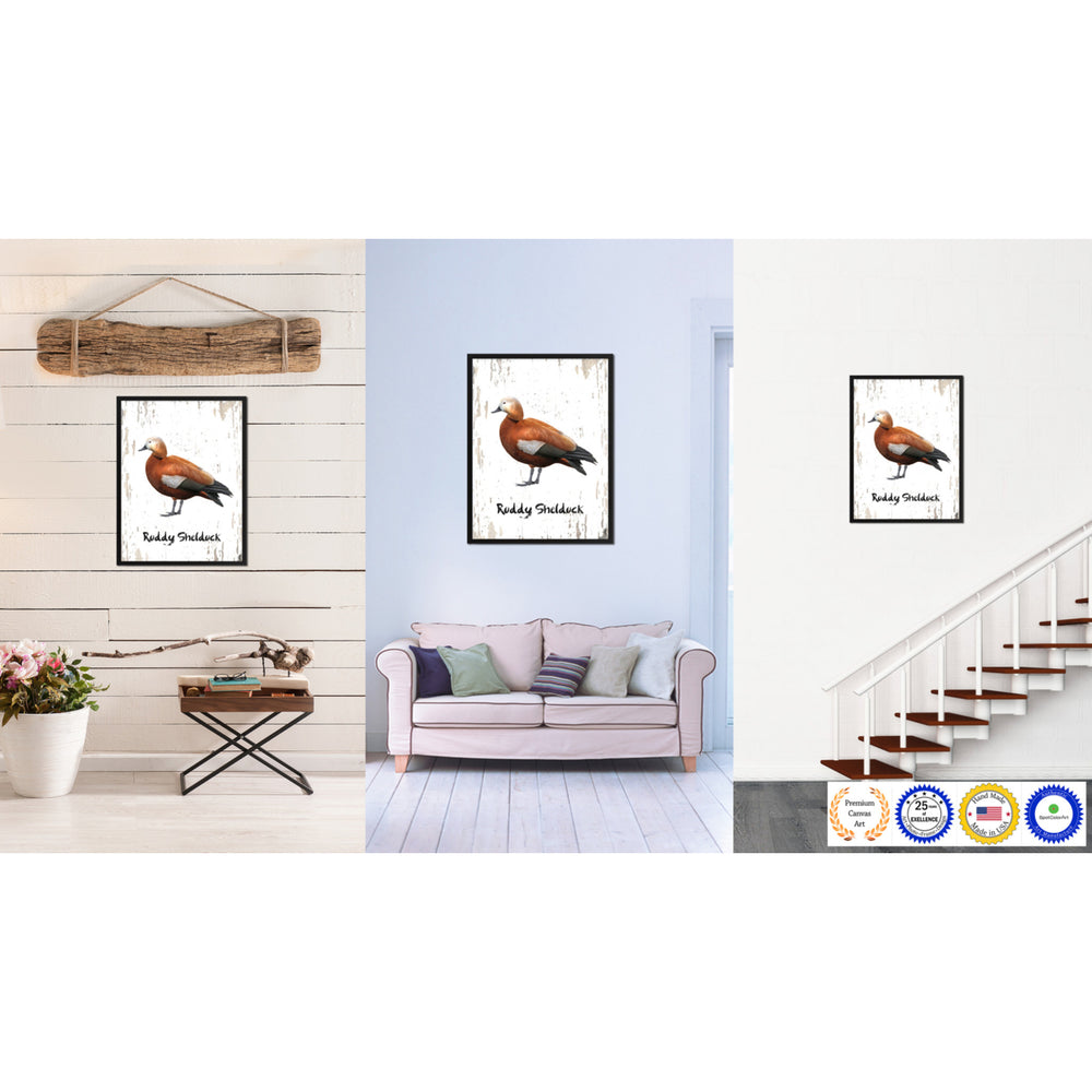 Ruddy Shelduck Bird Canvas Print with Black Picture Frame Gift Ideas  Wall Art Decoration Image 2