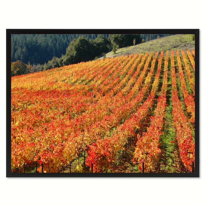 Sonoma Wine Country Landscape Photo Canvas Print Pictures Frame  Wall Art Gifts Image 1