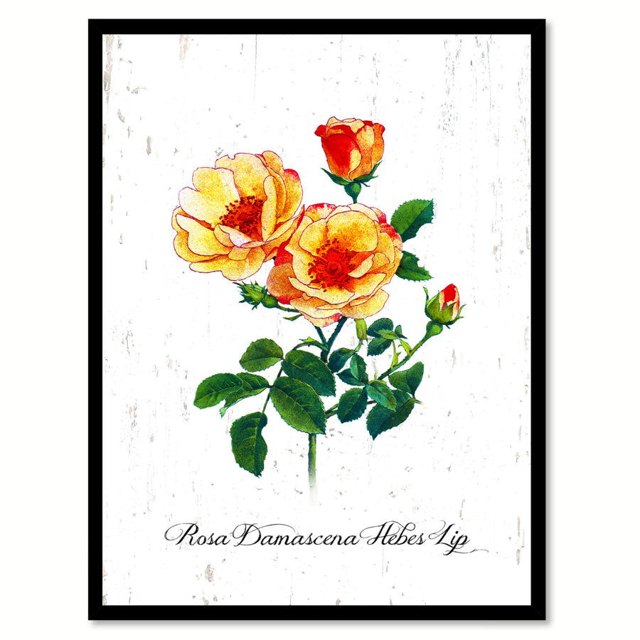 Yellow Damascena Hebes Lip Rose Flower Canvas Print with Picture Frame  Wall Art Gifts Image 1