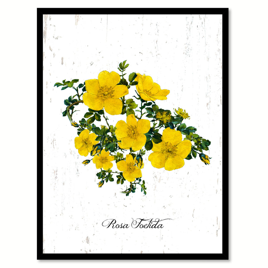 Yellow Foetida Rose Flower Canvas Print with Picture Frame  Wall Art Gifts Image 1