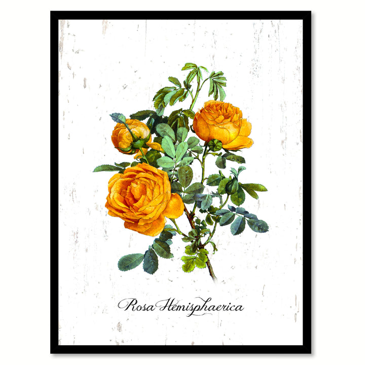 Yellow Hemisphaerica Rose Flower Canvas Print with Picture Frame  Wall Art Gifts Image 1
