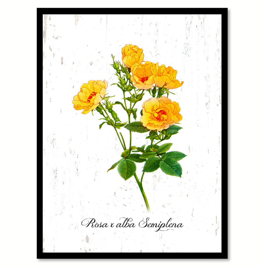 Yellow X alba Semiplena Rose Flower Canvas Print with Picture Frame  Wall Art Gifts Image 1
