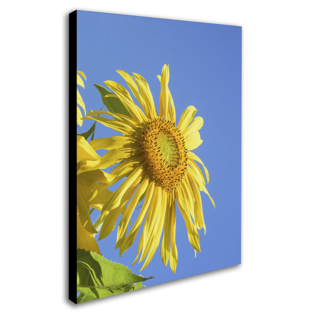 Kurt Shaffer Facing the Sun III 14 x 19 Canvas Art Image 3