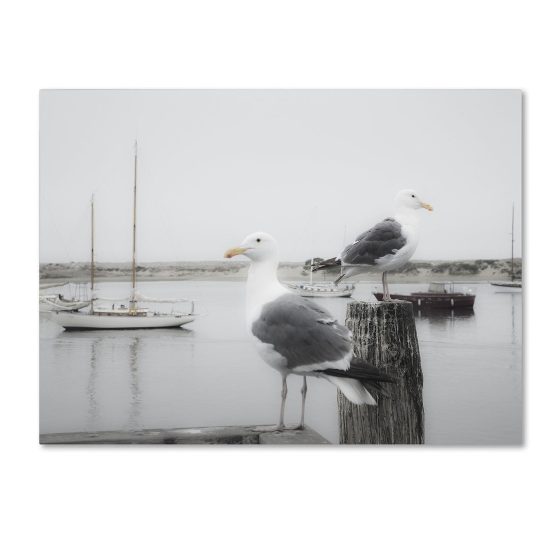 Moises Levy Two Seagulls and Boats 14 x 19 Canvas Art Image 2