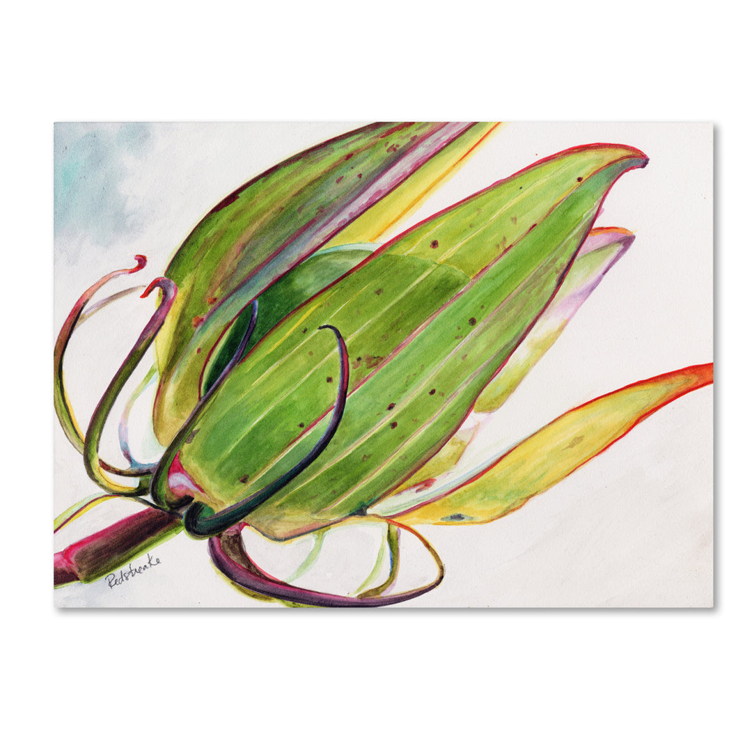 Jennifer Redstreake Flower Pod 14 x 19 Canvas Art Image 2