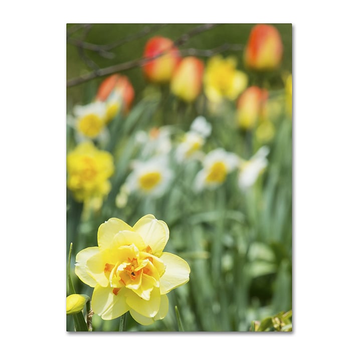 Kurt Shaffer Double Headed Daffodil 14 x 19 Canvas Art Image 1