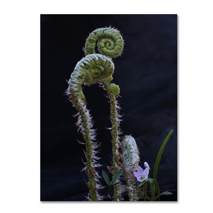 Kurt Shaffer Fern and Flower 14 x 19 Canvas Art Image 1