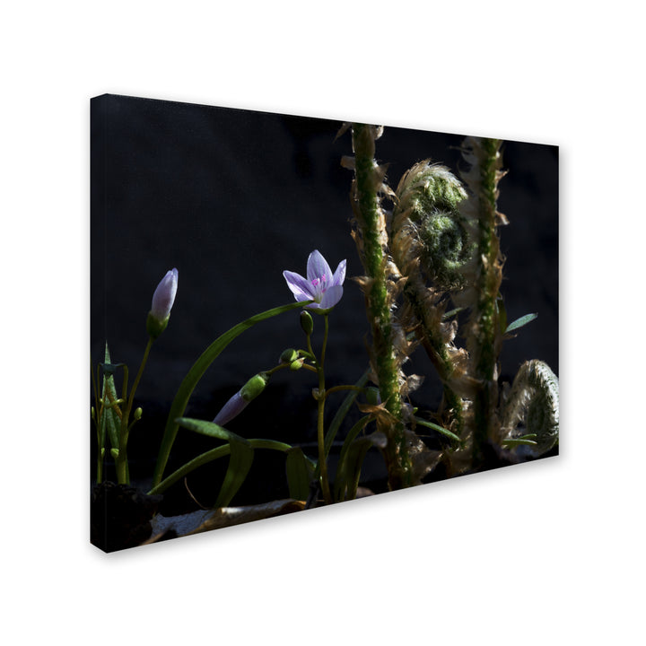 Kurt Shaffer Flowers and Fronds 14 x 19 Canvas Art Image 3