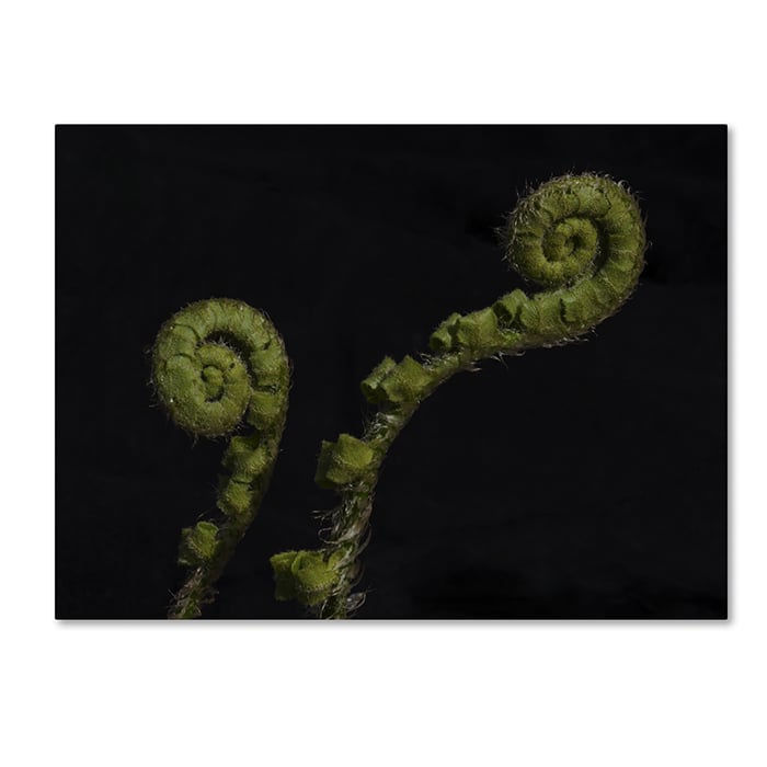 Kurt Shaffer Twin Fern Fronds 14 x 19 Canvas Art Image 1