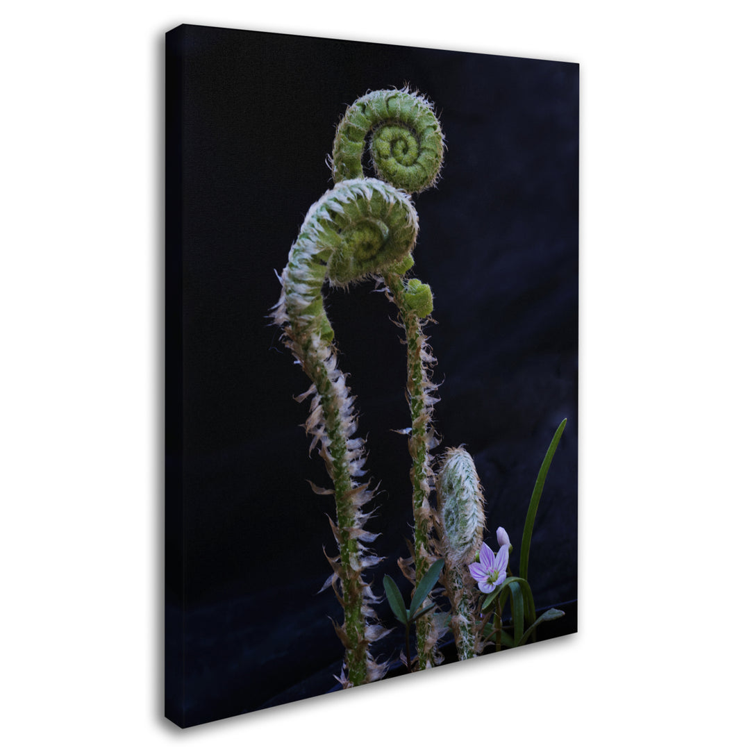 Kurt Shaffer Fern and Flower 14 x 19 Canvas Art Image 3