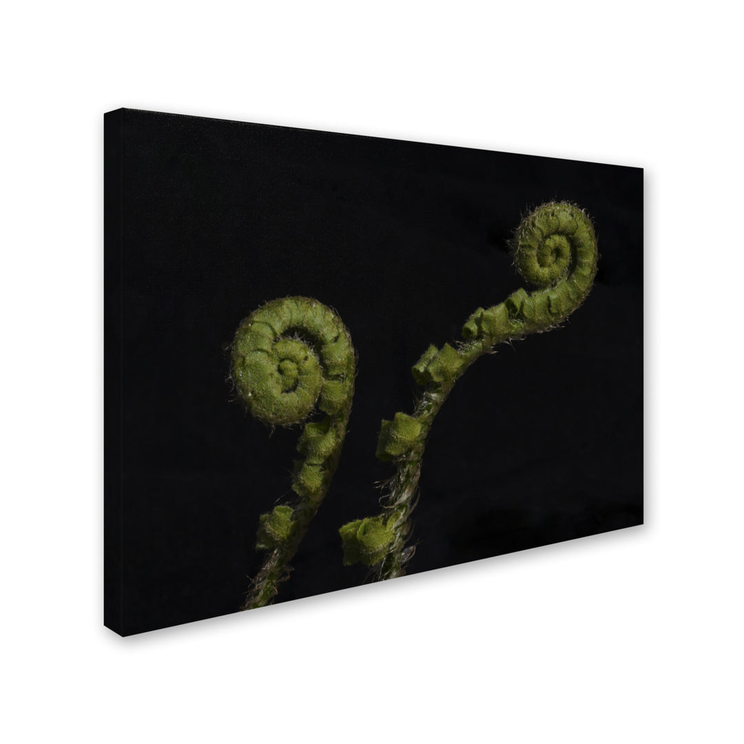 Kurt Shaffer Twin Fern Fronds 14 x 19 Canvas Art Image 3