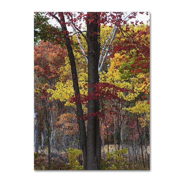 Kurt Shaffer Incredible Shades of Autumn 14 x 19 Canvas Art Image 1