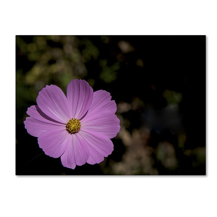 Kurt Shaffer Pink Cosmos Flower 14 x 19 Canvas Art Image 1