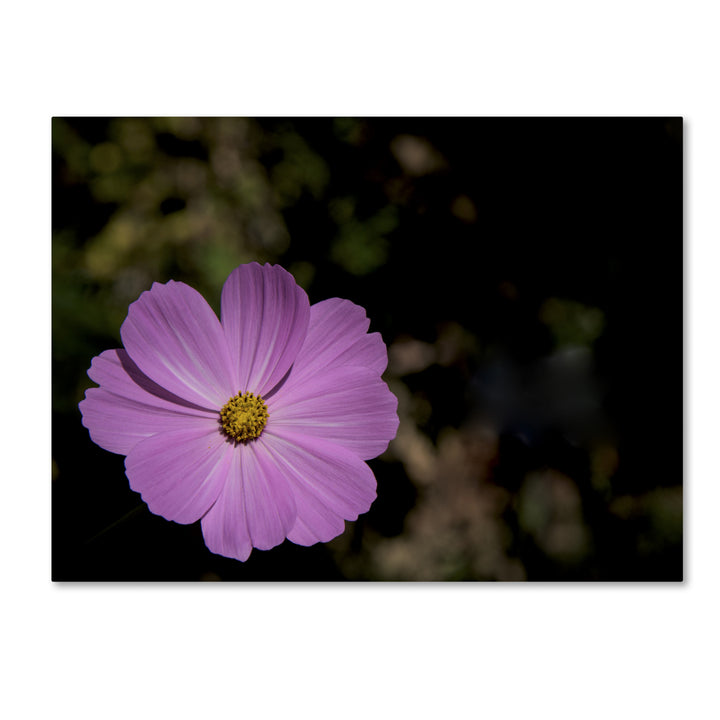 Kurt Shaffer Pink Cosmos Flower 14 x 19 Canvas Art Image 2