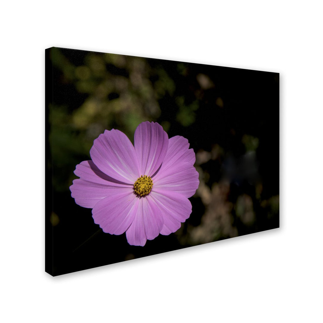 Kurt Shaffer Pink Cosmos Flower 14 x 19 Canvas Art Image 3