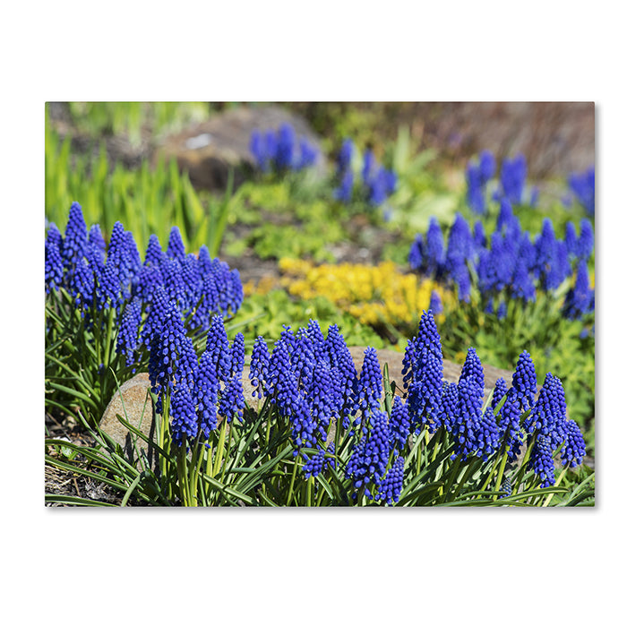 Kurt Shaffer Grape Hyacinth 14 x 19 Canvas Art Image 1