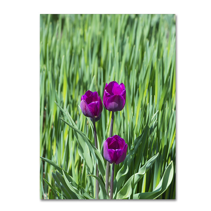 Kurt Shaffer Healing Tulips 14 x 19 Canvas Art Image 1