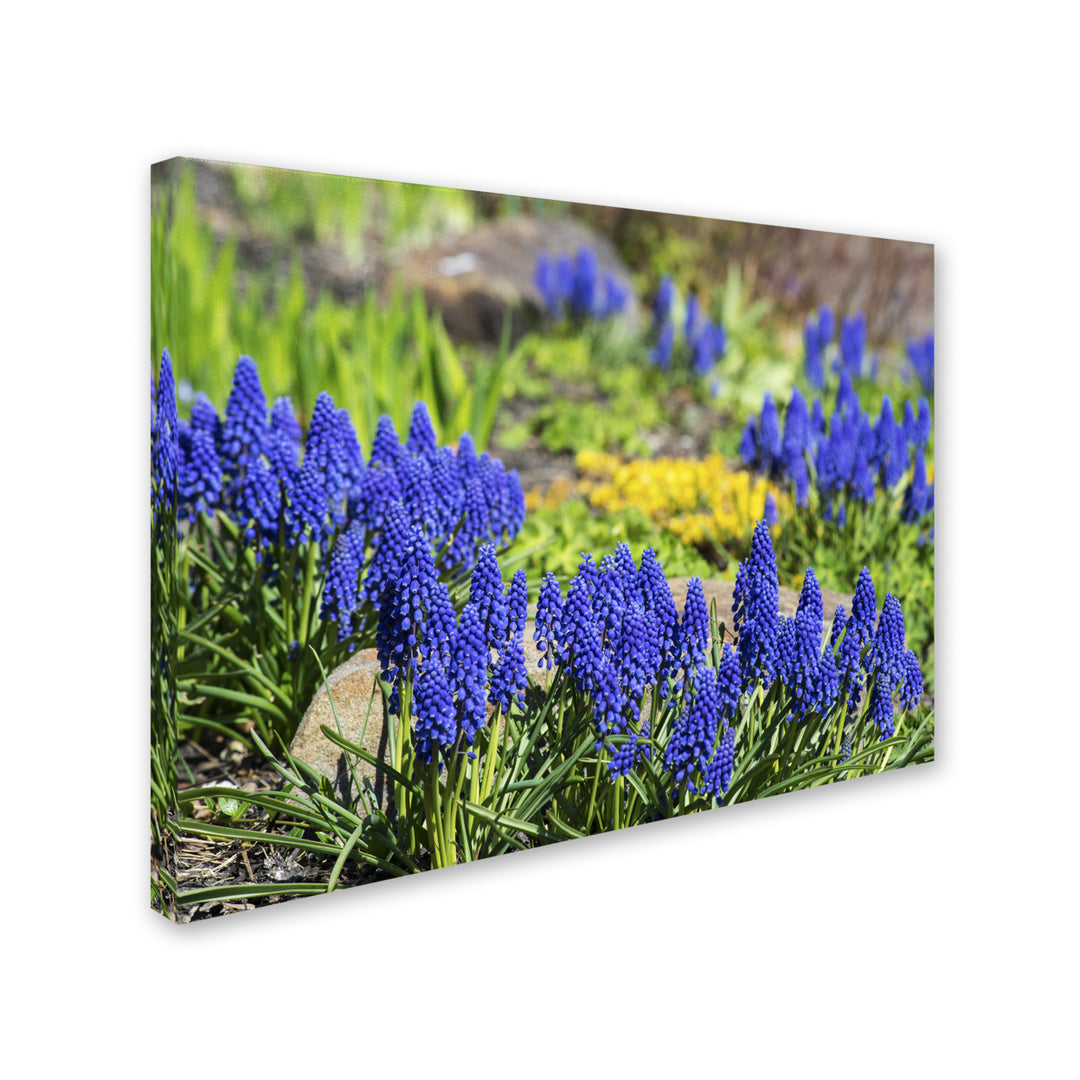 Kurt Shaffer Grape Hyacinth 14 x 19 Canvas Art Image 3