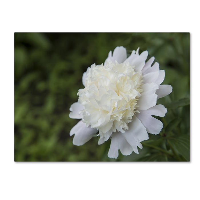 Kurt Shaffer White Peony 14 x 19 Canvas Art Image 1