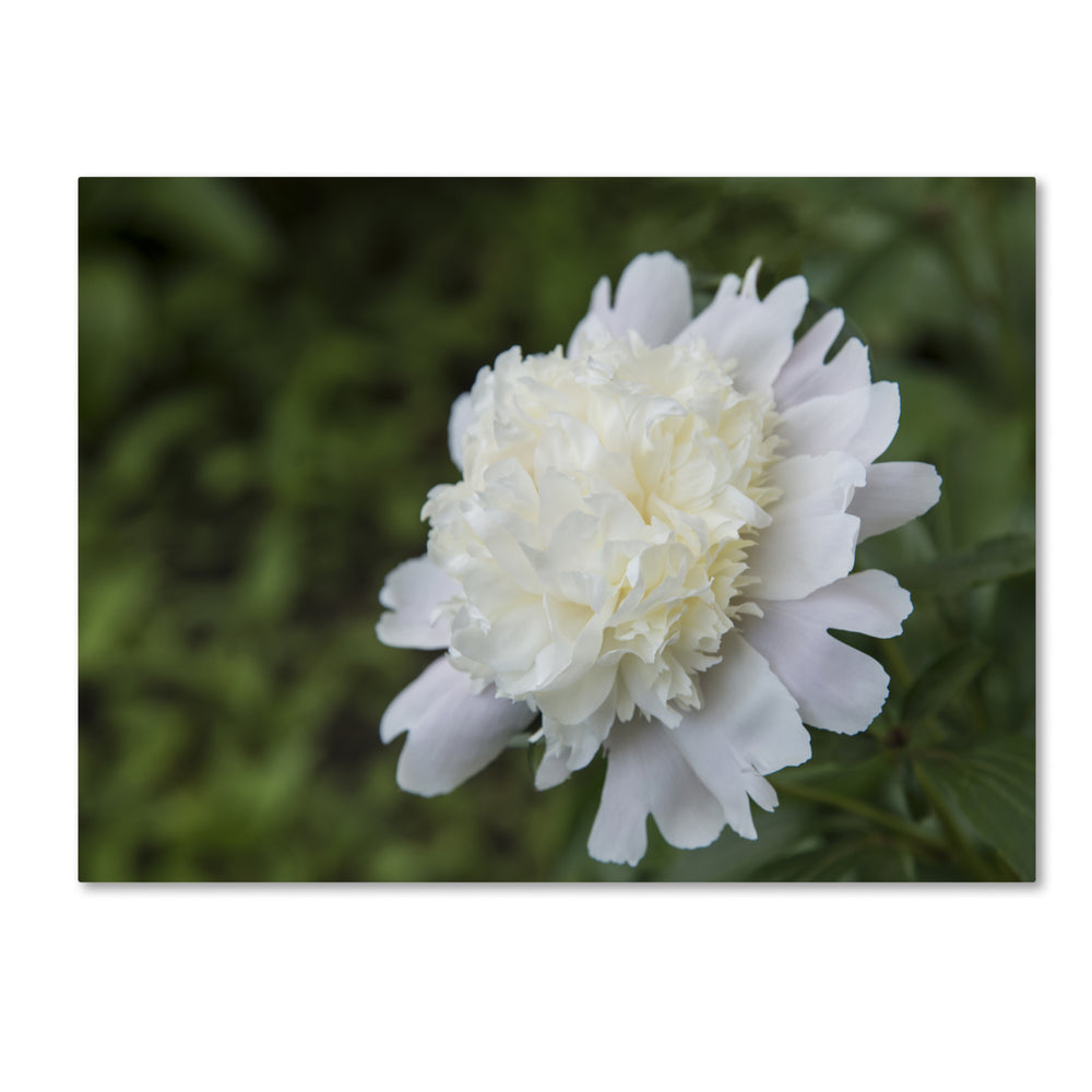 Kurt Shaffer White Peony 14 x 19 Canvas Art Image 2