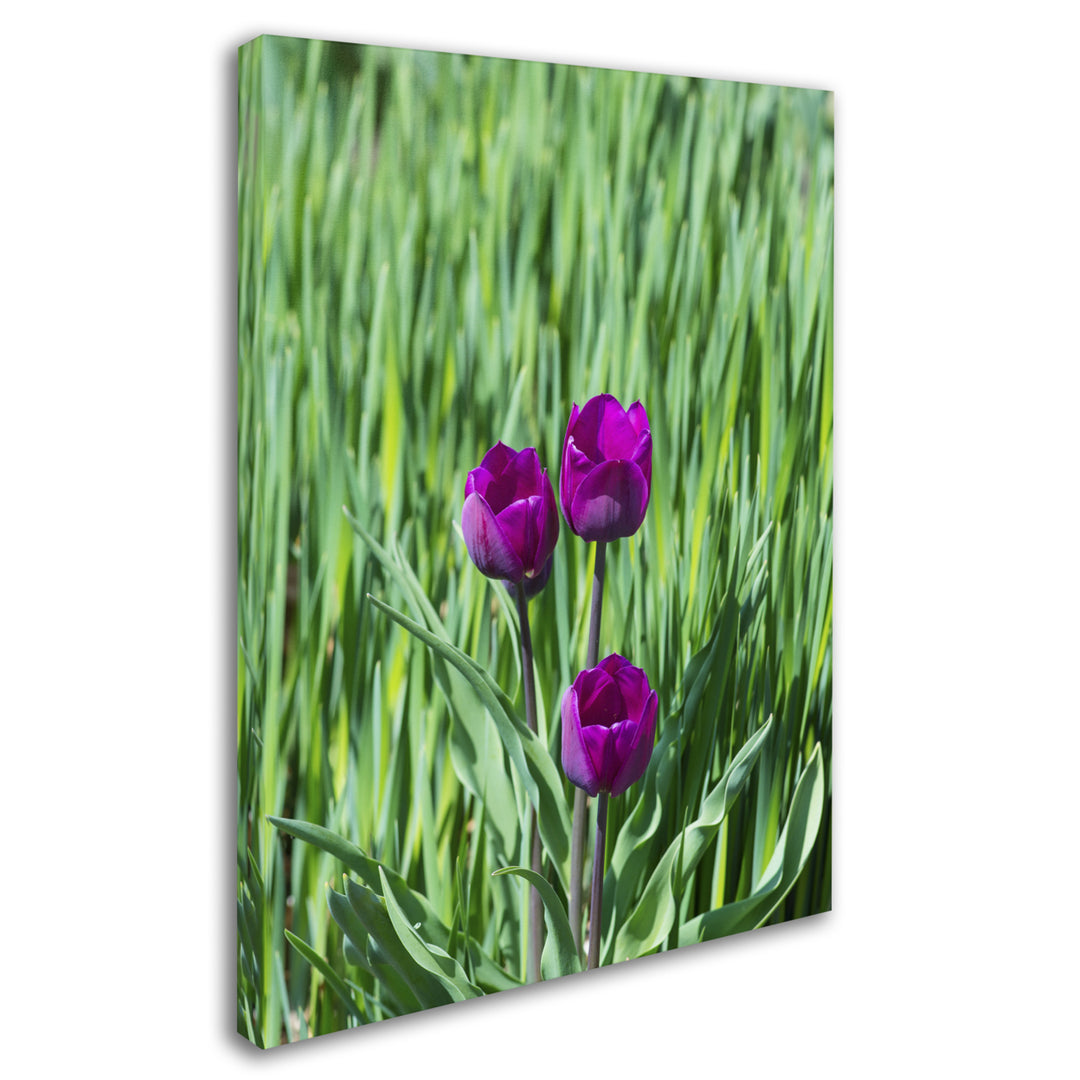 Kurt Shaffer Healing Tulips 14 x 19 Canvas Art Image 3