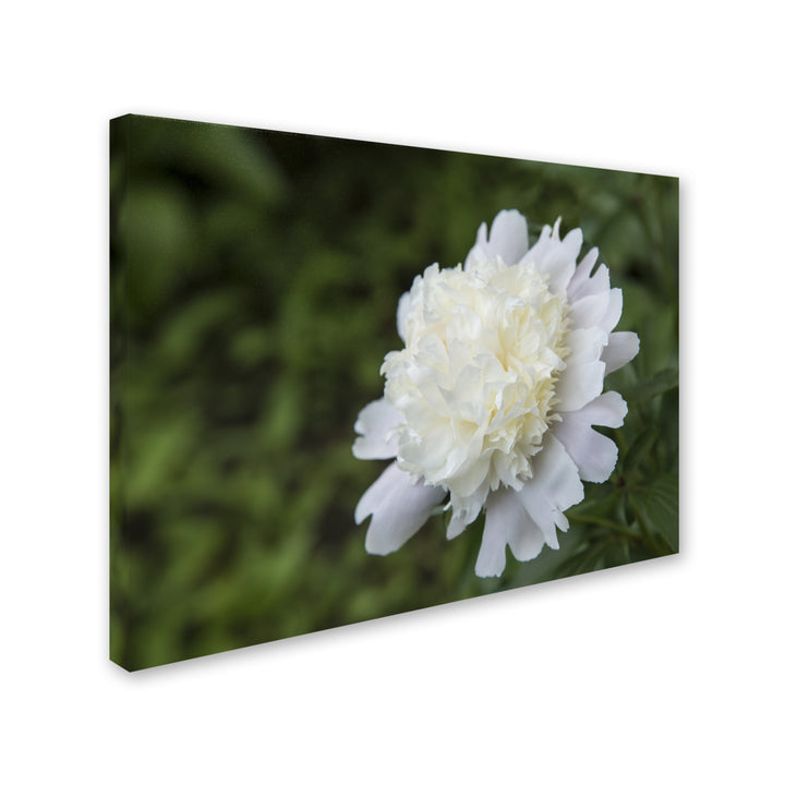 Kurt Shaffer White Peony 14 x 19 Canvas Art Image 3