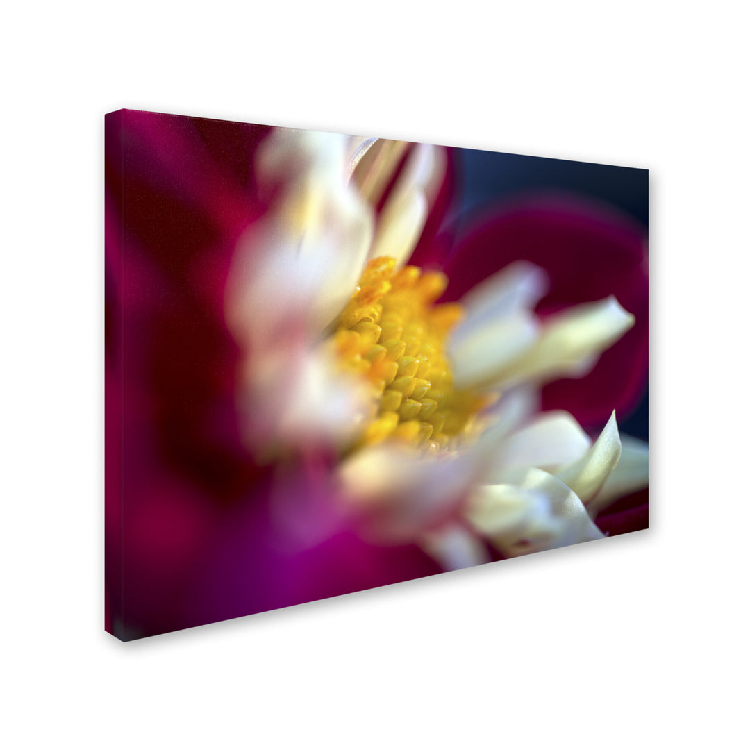 Kurt Shaffer A Different Kind of Dahlia 14 x 19 Canvas Art Image 3