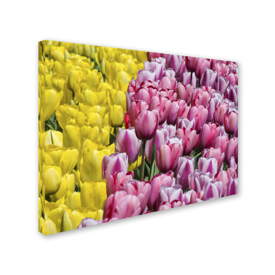 Kurt Shaffer Tulip Heaven 14 x 19 Canvas Art Image 3