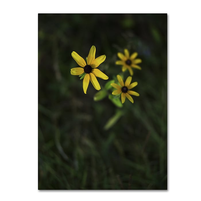 Kurt Shaffer Brown-Eyed Susan 14 x 19 Canvas Art Image 1