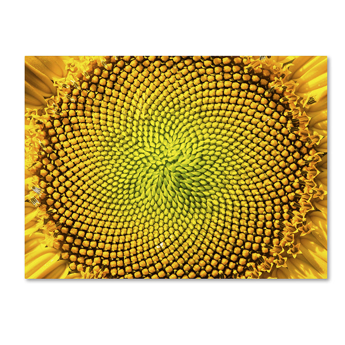 Kurt Shaffer Cosmic Patterns in Nature 14 x 19 Canvas Art Image 1