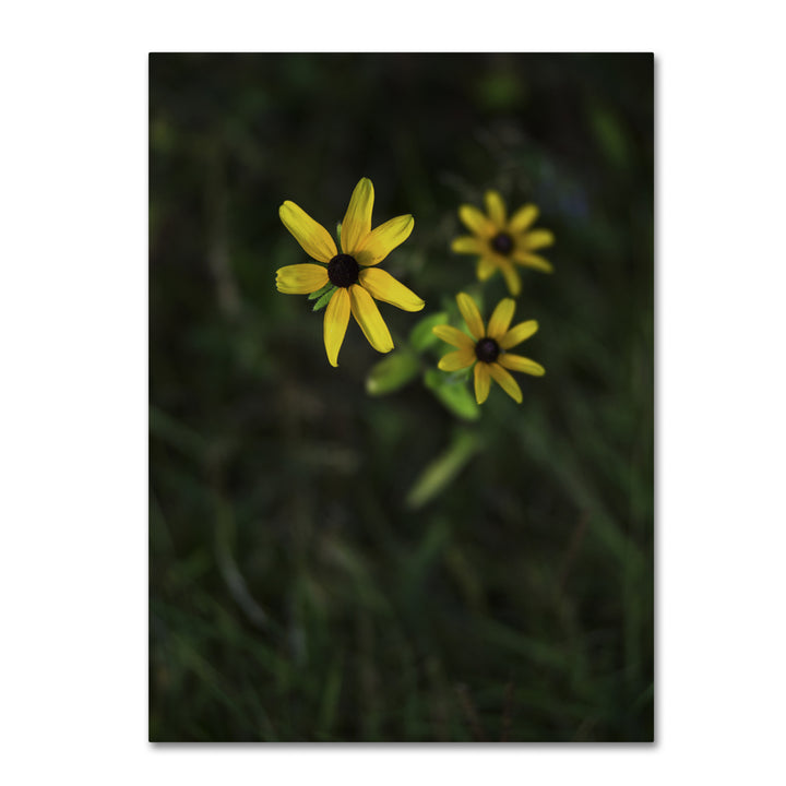 Kurt Shaffer Brown-Eyed Susan 14 x 19 Canvas Art Image 2