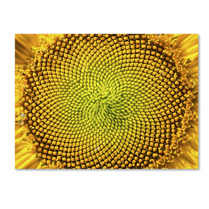 Kurt Shaffer Cosmic Patterns in Nature 14 x 19 Canvas Art Image 2