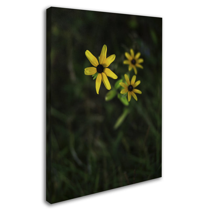 Kurt Shaffer Brown-Eyed Susan 14 x 19 Canvas Art Image 3