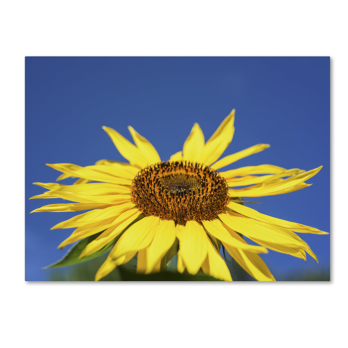 Kurt Shaffer Facing the Sun II 14 x 19 Canvas Art Image 1