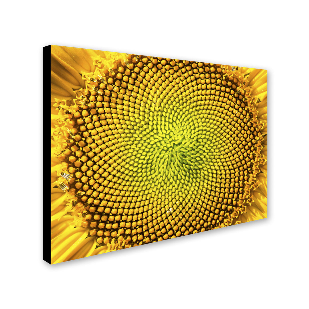 Kurt Shaffer Cosmic Patterns in Nature 14 x 19 Canvas Art Image 3