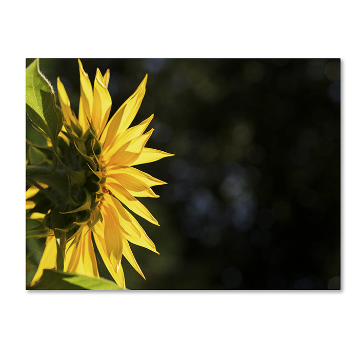 Kurt Shaffer Facing the Sun 14 x 19 Canvas Art Image 1