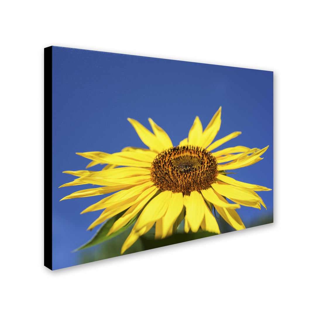 Kurt Shaffer Facing the Sun II 14 x 19 Canvas Art Image 3