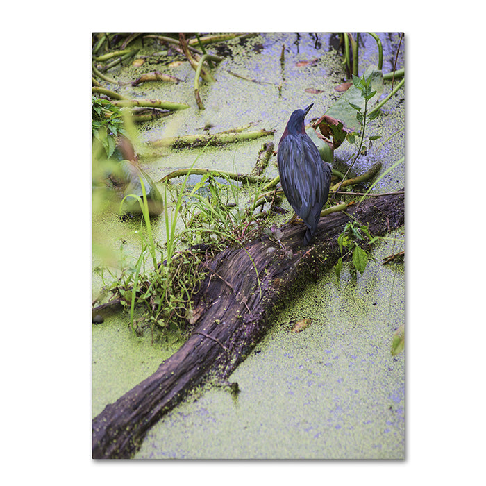 Kurt Shaffer Green Heron II 14 x 19 Canvas Art Image 1