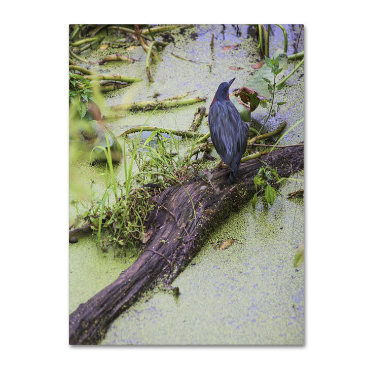 Kurt Shaffer Green Heron II 14 x 19 Canvas Art Image 2