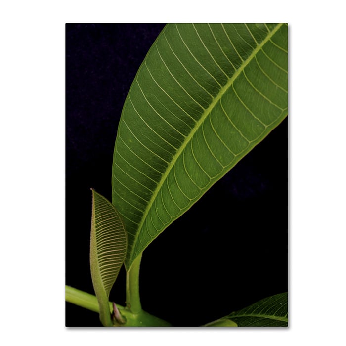 Kurt Shaffer Plumeria Leaf Abstract 14 x 19 Canvas Art Image 1