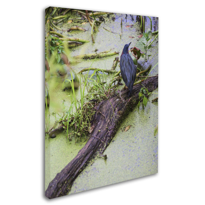 Kurt Shaffer Green Heron II 14 x 19 Canvas Art Image 3