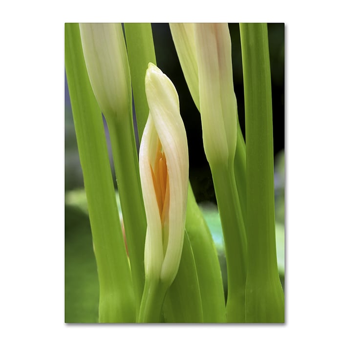 Kurt Shaffer Lily Unfolding 14 x 19 Canvas Art Image 1