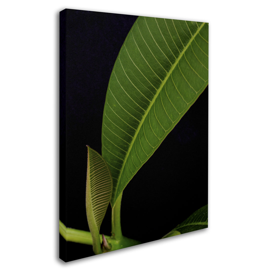 Kurt Shaffer Plumeria Leaf Abstract 14 x 19 Canvas Art Image 3